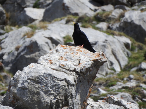 Yellow-billed Chough - Photo (c) mestralet, some rights reserved (CC BY-NC)