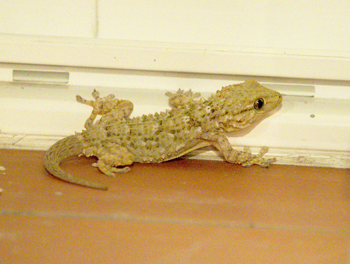 Moorish Gecko - Photo (c) Jaume Piera, some rights reserved (CC BY-NC)