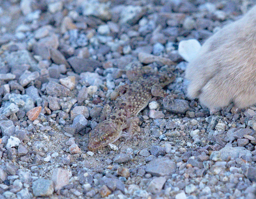 House Geckos - Photo (c) Jaume Piera, some rights reserved (CC BY-NC)
