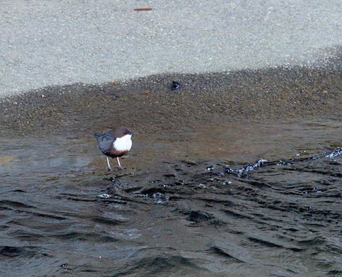 White-throated Dipper - Photo (c) Jaume Piera, some rights reserved (CC BY-NC)