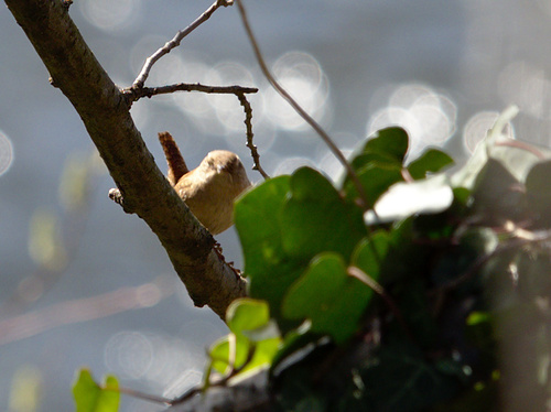 House Wren - Photo (c) Jaume Piera, some rights reserved (CC BY-NC)