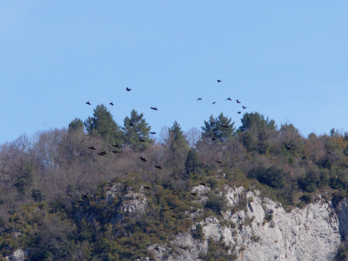 Red-billed Chough - Photo (c) Jaume Piera, some rights reserved (CC BY-NC)