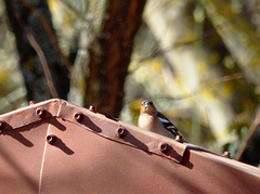 Common Chaffinch - Photo (c) Jaume Piera, some rights reserved (CC BY-NC)