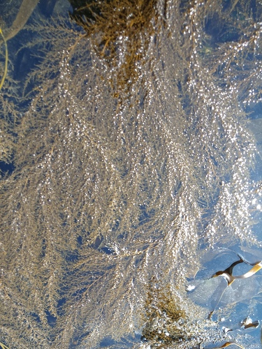 Sargassum muticum · MINKA