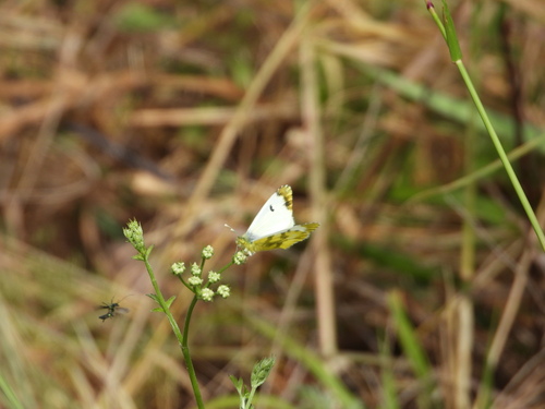 Provence Orange Tip - Photo (c) Vicenç Roig Vidal, some rights reserved (CC BY-NC)