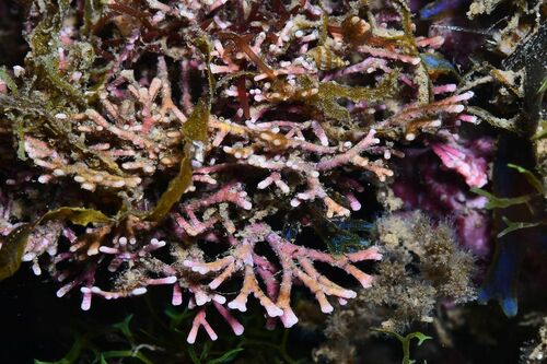 Amphiroa - Photo (c) xavi salvador costa, some rights reserved (CC BY-NC)