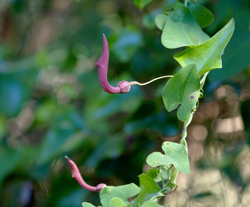 Andalusian Pipevine - Photo (c) Jaume Piera, some rights reserved (CC BY-NC)