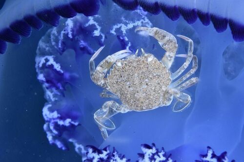 Vernal Crab - Photo (c) xavi salvador costa, some rights reserved (CC BY-NC)