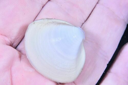 Elliptical Trough Shell - Photo (c) xavi salvador costa, some rights reserved (CC BY-NC)