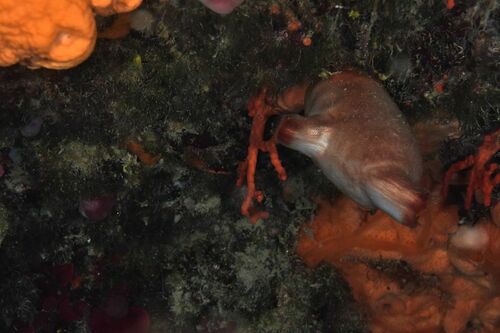 Mediterranean Red Coral - Photo (c) xavi salvador costa, some rights reserved (CC BY-NC)