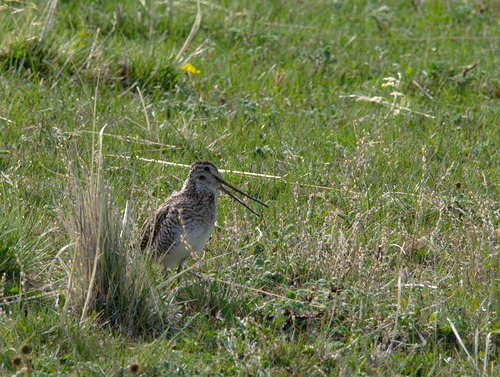 Typical Snipes (Genus Gallinago) · MINKA