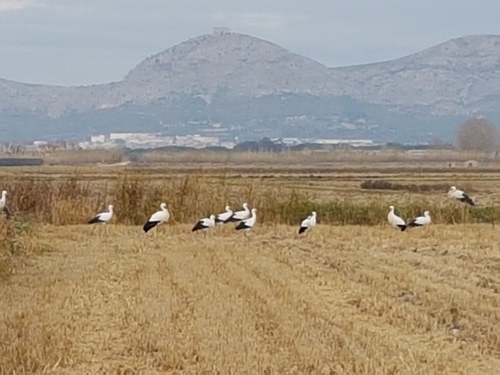 White Stork - Photo (c) Jaume Piera, some rights reserved (CC BY-NC)