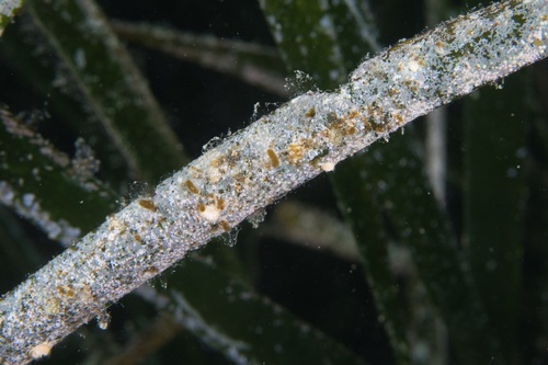 Pneophyllum fragile - Photo (c) Romu, some rights reserved (CC BY-NC)