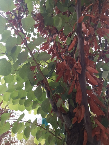 Judas-Tree - Photo (c) Jaume Piera, some rights reserved (CC BY-NC)