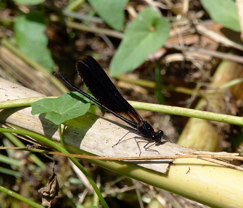Copper Demoiselle - Photo (c) Jaume Piera, some rights reserved (CC BY-NC)