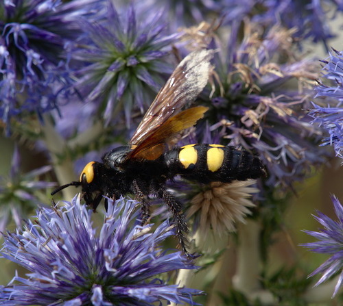 Mammoth Scoliid Wasp - Photo (c) Jaume Piera, some rights reserved (CC BY-NC)