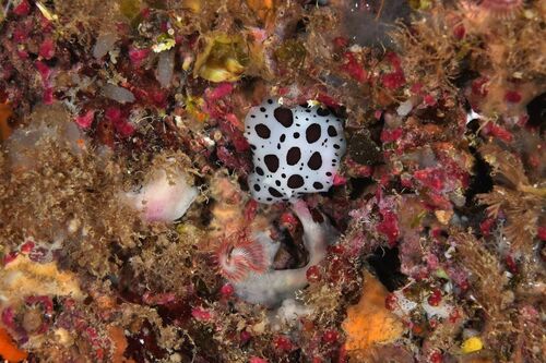 False Coral - Photo (c) xavi salvador costa, some rights reserved (CC BY-NC)