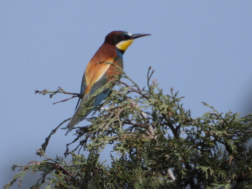 European Bee-Eater - Photo (c) Vicenç Roig Vidal, some rights reserved (CC BY-NC)