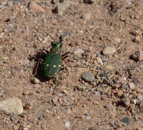 Ground Beetles - Photo (c) Jaume Piera, some rights reserved (CC BY-NC)