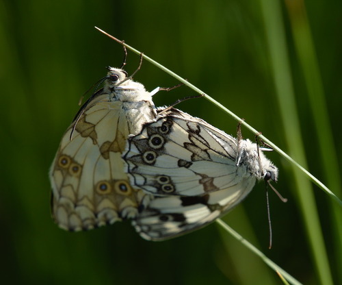 Iberian Marbled White - Photo (c) Jaume Piera, some rights reserved (CC BY-NC)