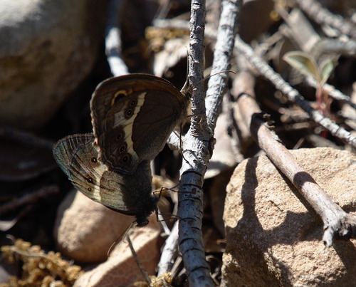 Spanish Gatekeeper - Photo (c) Jaume Piera, some rights reserved (CC BY-NC)