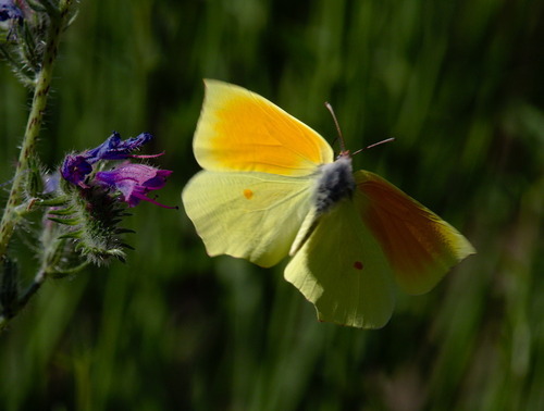 Cleopatra Butterfly - Photo (c) Jaume Piera, some rights reserved (CC BY-NC)