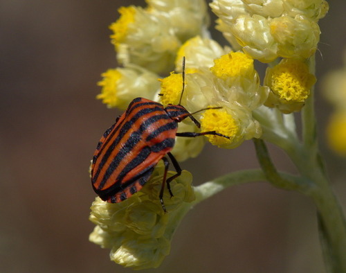 European Striped Shield Bug - Photo (c) Jaume Piera, some rights reserved (CC BY-NC)