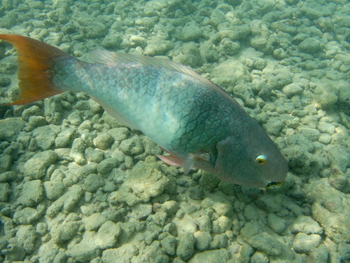 Wrasses and Parrotfishes - Photo (c) Jaume Piera, some rights reserved (CC BY-NC)