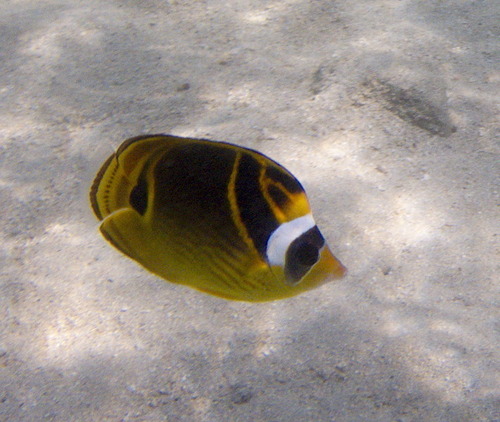 Red-striped Butterfly-Fish - Photo (c) Jaume Piera, some rights reserved (CC BY-NC)
