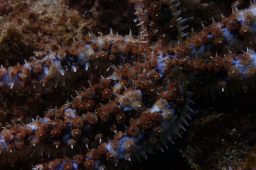 White Sea Star - Photo (c) oriol_d, all rights reserved