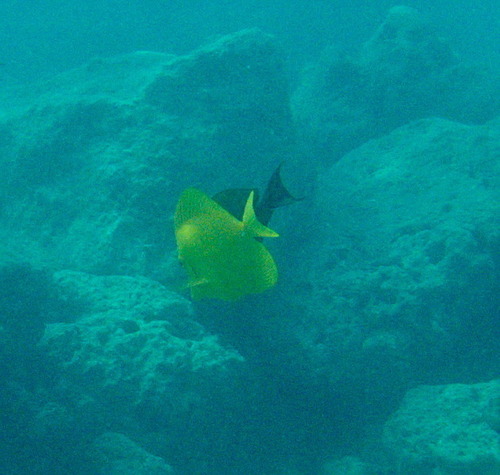 Yellow Tang - Photo (c) Jaume Piera, some rights reserved (CC BY-NC)