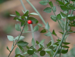 Butcher's-Broom - Photo (c) Jaume Piera, some rights reserved (CC BY-NC)