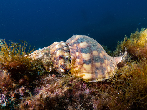 Knobbed Triton Snail - Photo (c) JORDIJPG, some rights reserved (CC BY-NC)