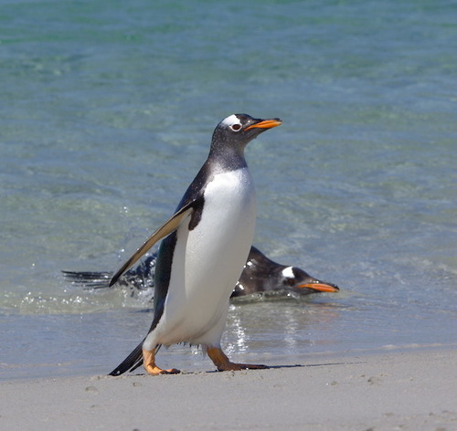 Gentoo Penguin - Photo (c) Jaume Piera, some rights reserved (CC BY-NC)