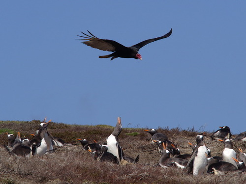 Tv - Photo (c) Jaume Piera, some rights reserved (CC BY-NC)