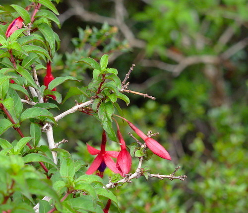Fuchsia magellanica - Photo (c) Jaume Piera, some rights reserved (CC BY-NC)