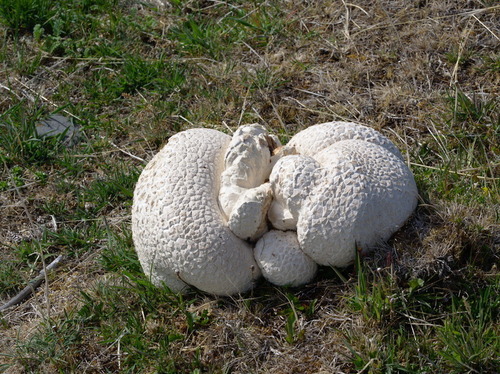 Common Puffball - Photo (c) Jaume Piera, some rights reserved (CC BY-NC)