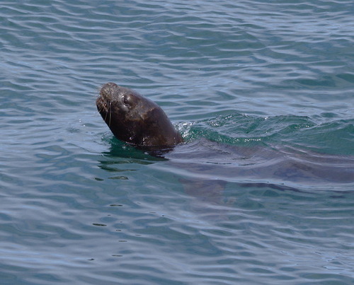 South American Sealion - Photo (c) Jaume Piera, some rights reserved (CC BY-NC)