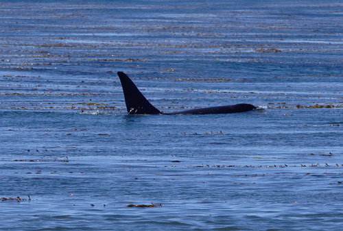 Oceanic Dolphins - Photo (c) Jaume Piera, some rights reserved (CC BY-NC)