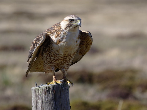 Buteos - Photo (c) Jaume Piera, some rights reserved (CC BY-NC)