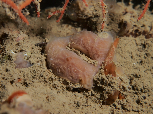 Phorbas fictitius - Photo (c) xavi salvador costa, some rights reserved (CC BY-NC)