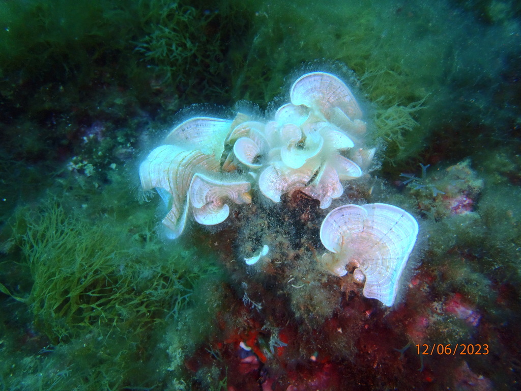 Padina pavonica on June 11, 2023 at 0944 AM by Óscar Comellas Garcia