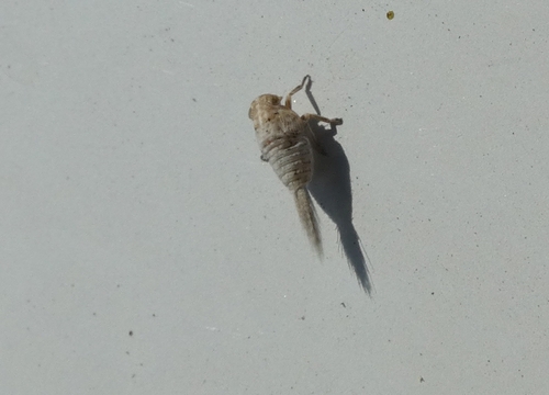 Cicada - Photo (c) mediambient_ajelprat, some rights reserved (CC BY-NC)