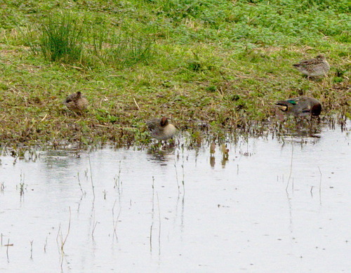 Green-winged Teal - Photo (c) Jaume Piera, some rights reserved (CC BY-NC)