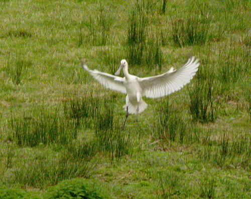 Eurasian Spoonbill - Photo (c) Jaume Piera, some rights reserved (CC BY-NC)