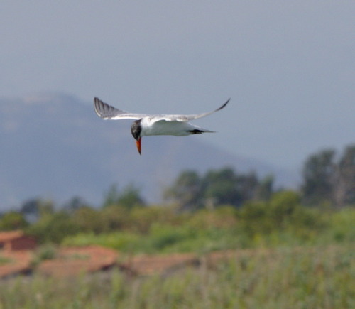 Caspian Tern - Photo (c) Jaume Piera, some rights reserved (CC BY-NC)