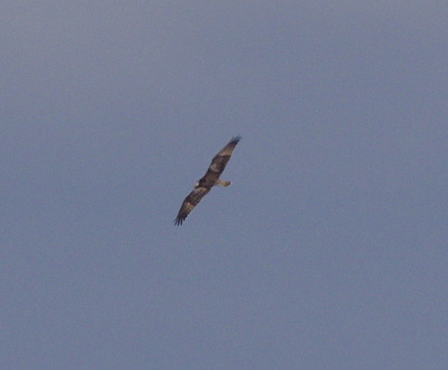 Osprey - Photo (c) Jaume Piera, some rights reserved (CC BY-NC)