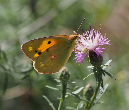 Colias crocea - Photo (c) Jaume Piera, some rights reserved (CC BY-NC)