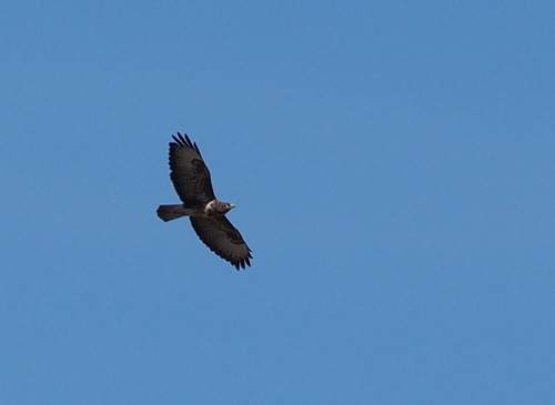 European Honey-Buzzard - Photo (c) Jaume Piera, some rights reserved (CC BY-NC)