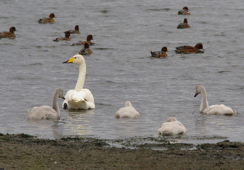 Whooper Swan - Photo (c) Jaume Piera, some rights reserved (CC BY-NC)